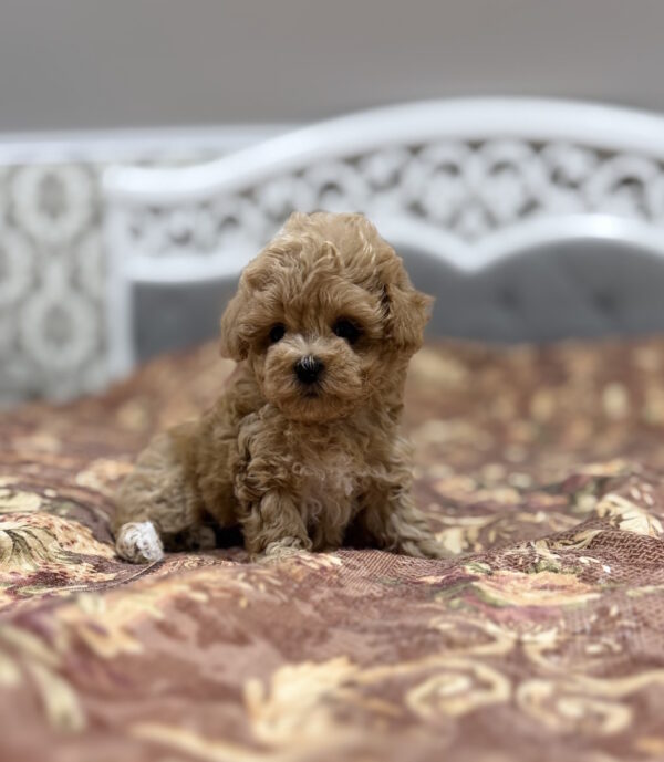 Rona Maltipoo Rona Maltipoo