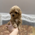 Rona-female-maltipoo-puppy-for-sale-1 (4)