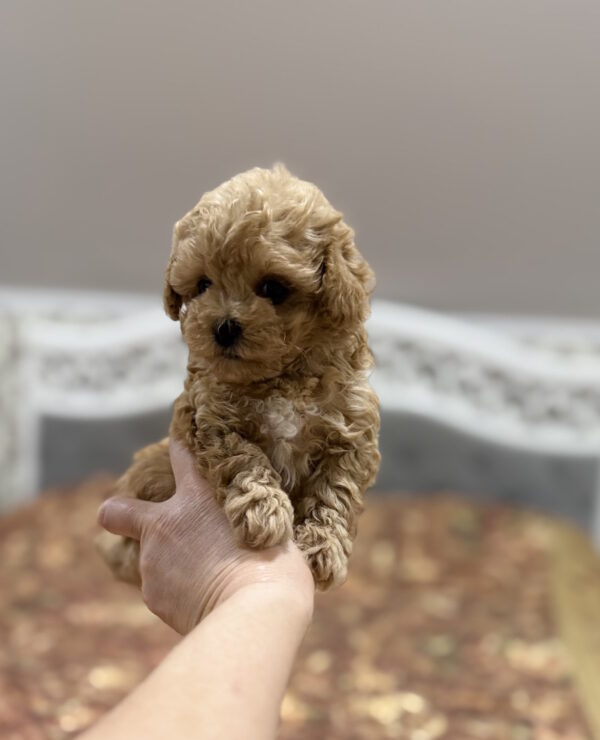 Rona Maltipoo Rona Maltipoo