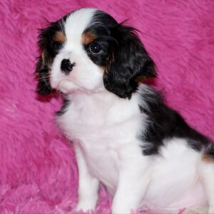 Roys Cavalier King Charles Spaniel Roys Cavalier King Charles Spaniel