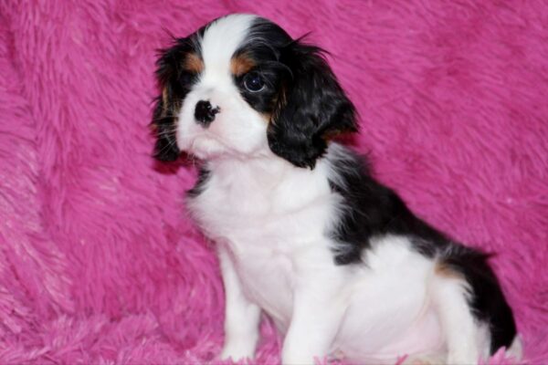 Roys Cavalier King Charles Spaniel Roys Cavalier King Charles Spaniel