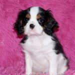 Roys-male-Cavalier-King-Charles-Spaniel-puppy-for-sale-2