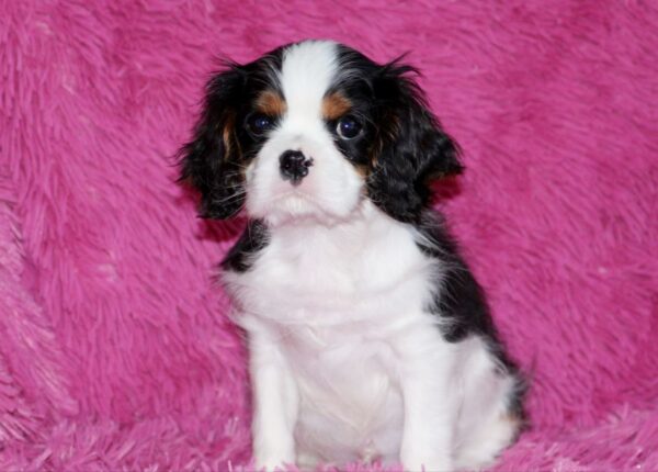 Roys Cavalier King Charles Spaniel Roys Cavalier King Charles Spaniel
