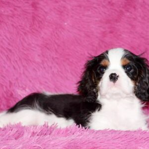 Roys Cavalier King Charles Spaniel Roys Cavalier King Charles Spaniel
