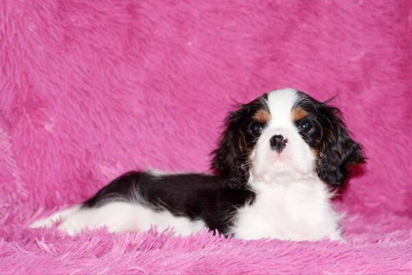 Roys Cavalier King Charles Spaniel Roys Cavalier King Charles Spaniel