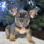Rurik-male-french-bulldog-puppy-for-sale-1 (1)