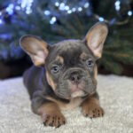 Rurik-male-french-bulldog-puppy-for-sale-1 (2)