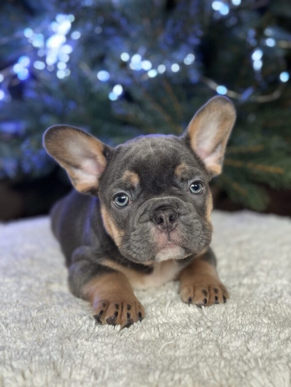 Rurik French Bulldog Rurik French Bulldog