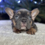 Rurik-male-french-bulldog-puppy-for-sale-1 (3)