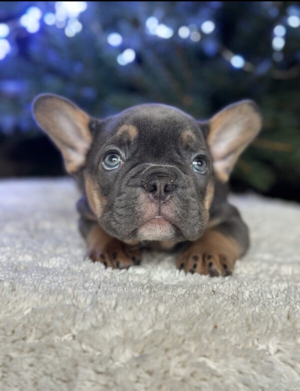 Rurik French Bulldog Rurik French Bulldog