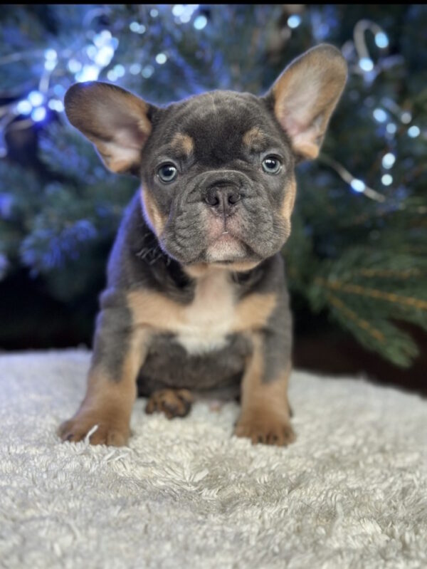 Rurik French Bulldog Rurik French Bulldog
