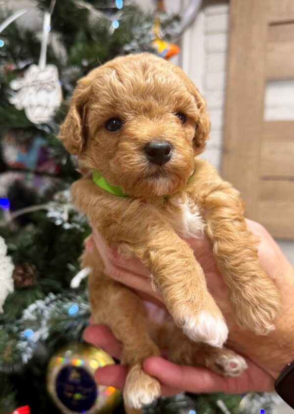 Rush Poochon Rush Poochon