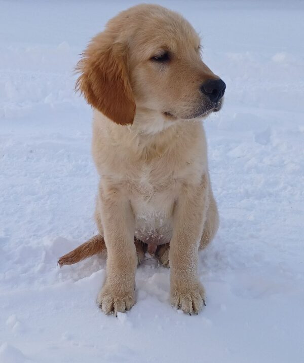 Sans Golden Retriever Sans Golden Retriever