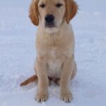 Sans-male-Golden-Retriever-puppy-for-sale-2