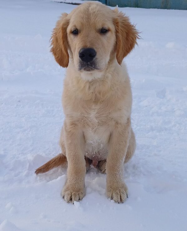 Sans Golden Retriever Sans Golden Retriever