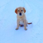 Sans-male-Golden-Retriever-puppy-for-sale-3