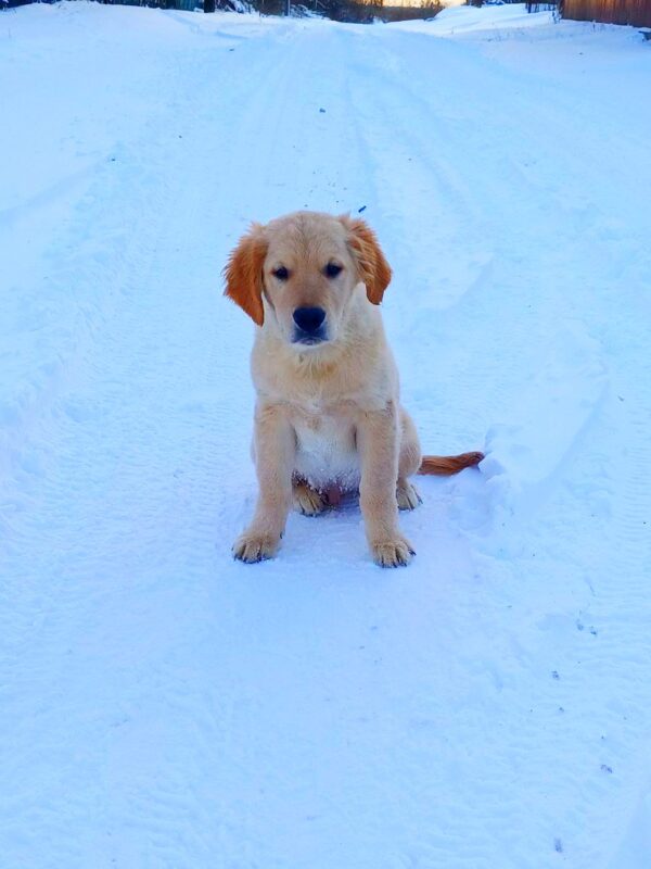 Sans Golden Retriever Sans Golden Retriever