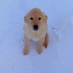 Sarro-male-Golden-Retriever-puppy-for-sale-1