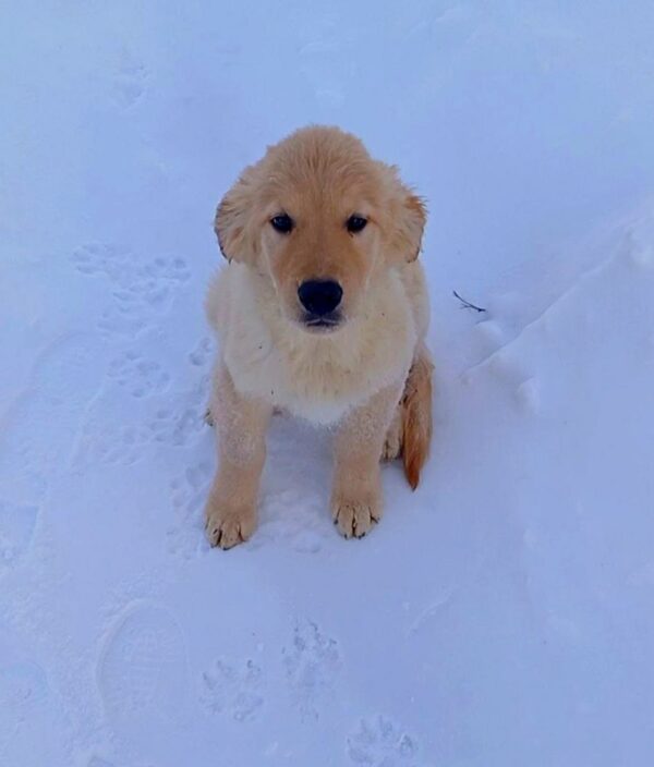 Sarro Golden Retriever Sarro Golden Retriever