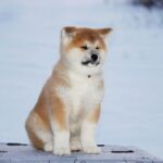 Sars-male-Akita-puppy-for-sale-1