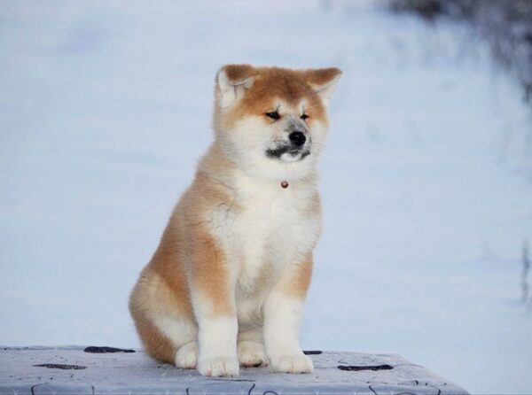 Sars Akita Sars Akita