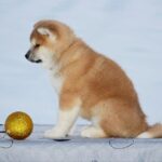 Sars-male-Akita-puppy-for-sale-2