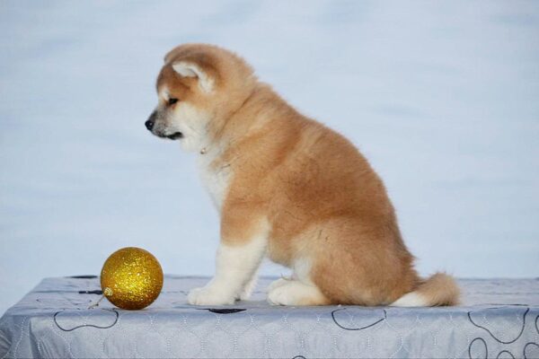 Sars Akita Sars Akita