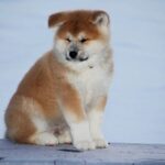 Sars-male-Akita-puppy-for-sale-3