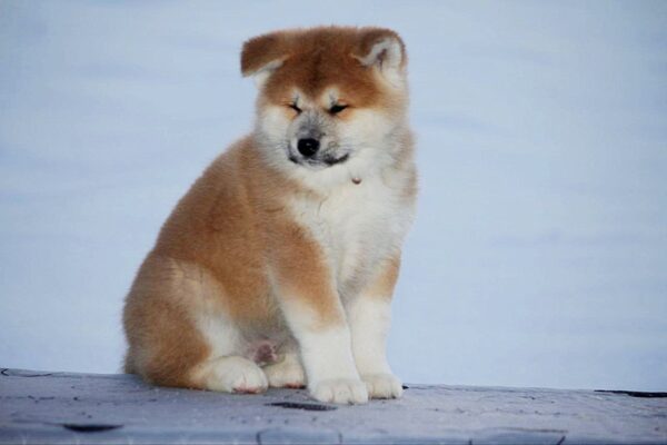 Sars Akita Sars Akita