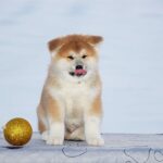 Sars-male-Akita-puppy-for-sale-4