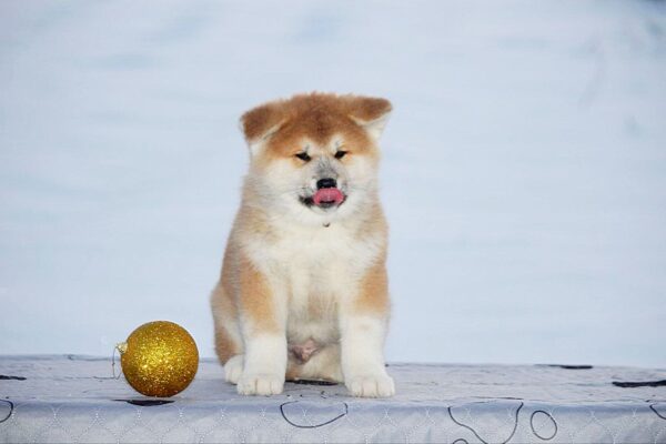 Sars Akita Sars Akita