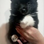 Saylo-male-Pomsky-puppy-for-sale-1