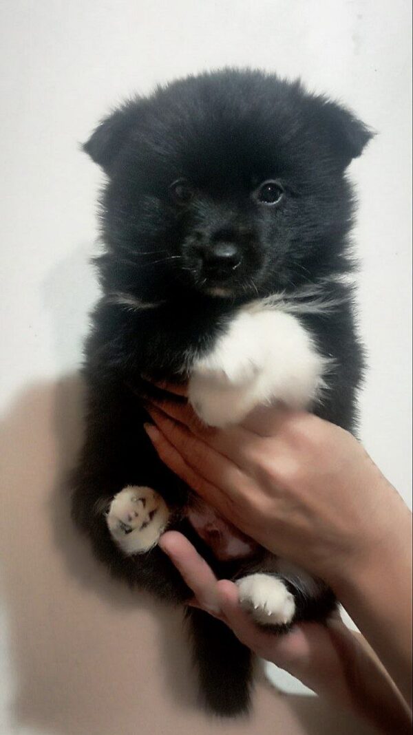 Saylo Pomsky Saylo Pomsky