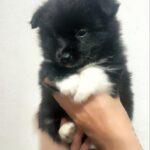 Saylo-male-Pomsky-puppy-for-sale-2