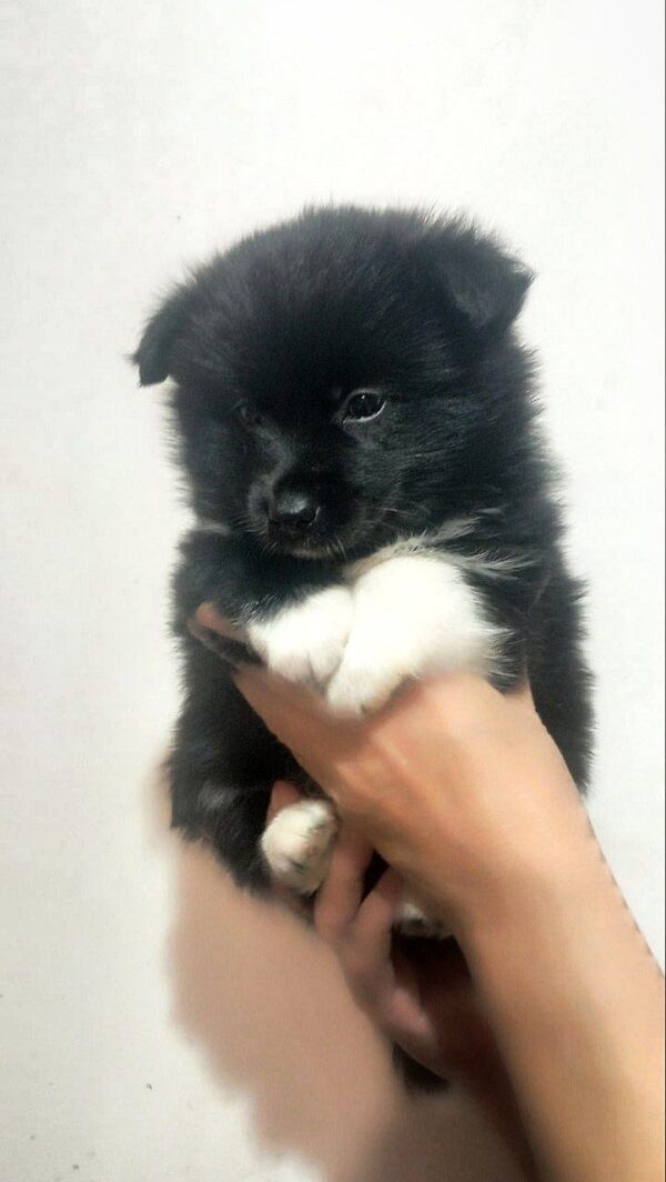 Saylo Pomsky Saylo Pomsky