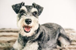 Schnauzer-pexels-photo-3655387-1024x683