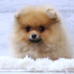 Shirly-female-Pomeranian-puppy-for-sale-1