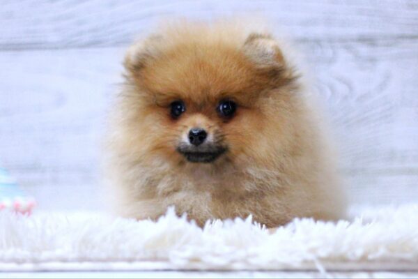 Shirly Pomeranian Shirly Pomeranian
