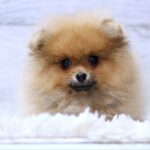 Shirly-female-Pomeranian-puppy-for-sale-2