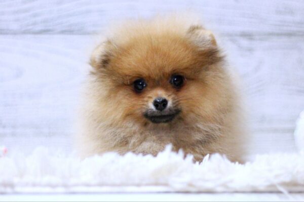 Shirly Pomeranian Shirly Pomeranian