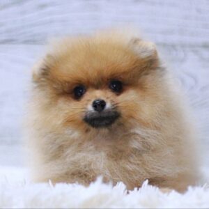 Shirly Pomeranian Shirly Pomeranian