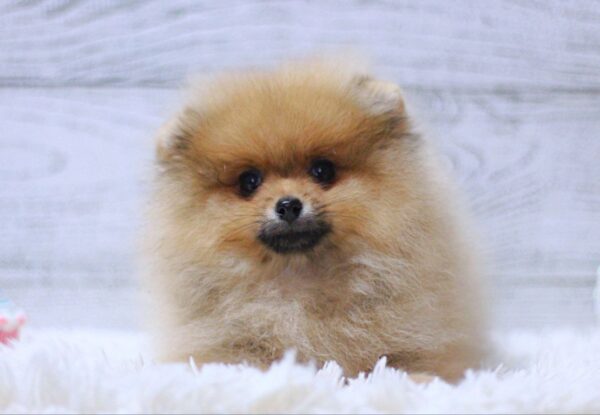 Shirly Pomeranian Shirly Pomeranian