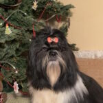 Silver-male-shih-tzu-puppy-for-sale-1 (1)