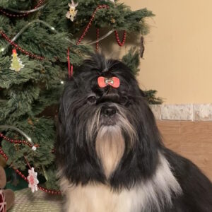 Silver Shih Tzu Silver Shih Tzu