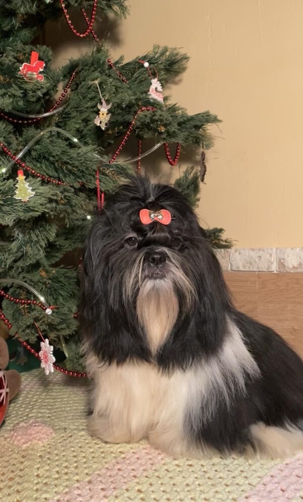 Silver Shih Tzu Silver Shih Tzu