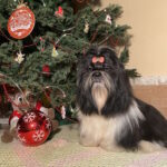 Silver-male-shih-tzu-puppy-for-sale-1 (2)