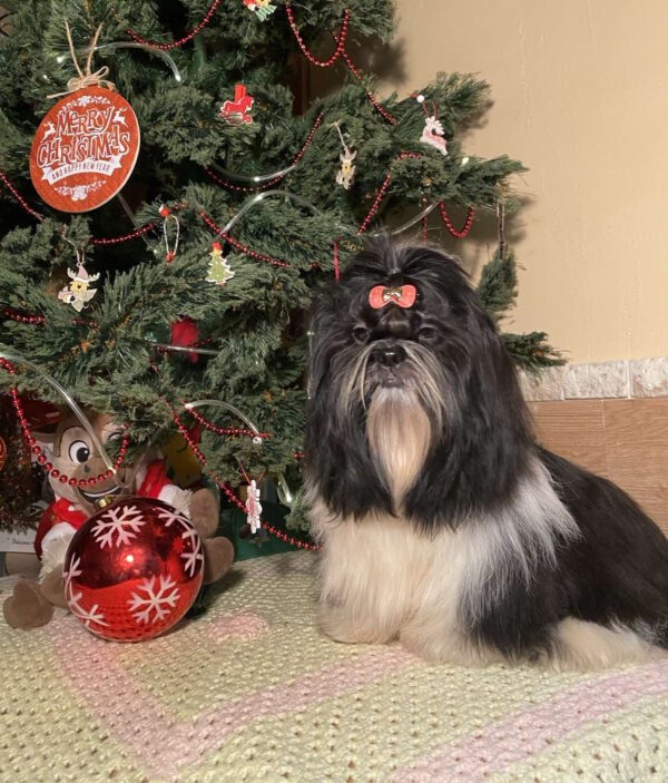 Silver Shih Tzu Silver Shih Tzu