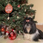 Silver-male-shih-tzu-puppy-for-sale-1 (3)