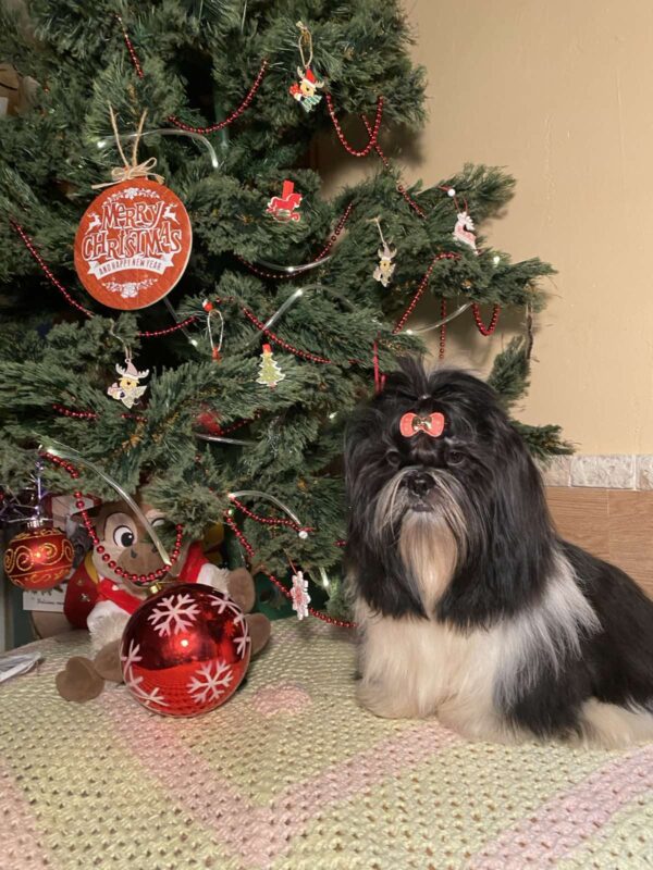 Silver Shih Tzu Silver Shih Tzu