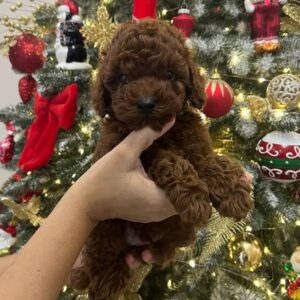 Sparky Toy Poodle Sparky Toy Poodle